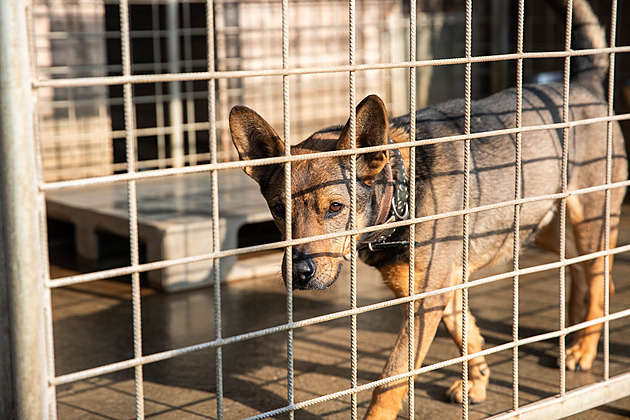 Vlastní psí útulek se Šumperku nevyplatí. Byl by drahým azylem, rozhodlo město
