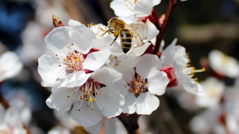 Kvetoucí meruňky či broskve ohrozí mráz. Teploty mohou padat výrazně pod nulu
