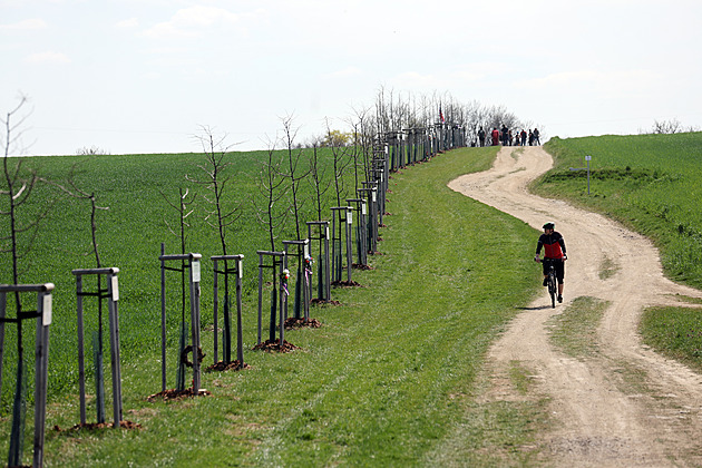 Vysázeli deset lip do Aleje parašutistů na připomínku výsadků do protektorátu