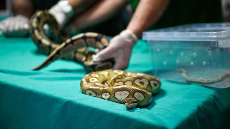 Zloděj připravil chovatele hadů v Kalifornii o zavazadlo. Odnesl si tašku s překvapením